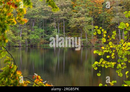 Fogliame che mostra i colori autunnali lungo il lago Hertha/Herthasee nel parco nazionale di Jasmund sull'isola di Rügen, Meclemburgo-Pomerania, Germania Foto Stock