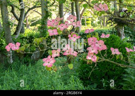 Cornus kousa a le Jardins de Maizicourt Foto Stock