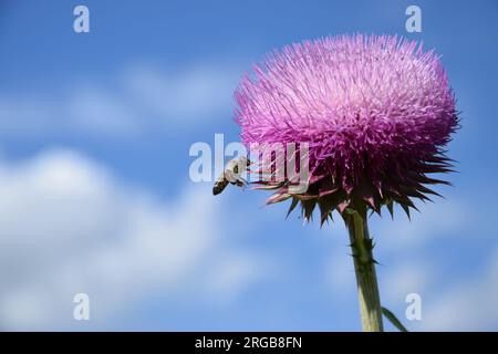 Raccolta di nettare di api dal Cardo di muschio rosa in primavera per produrre miele dolce in una splendida giornata di sole nella Macedonia del Nord Foto Stock