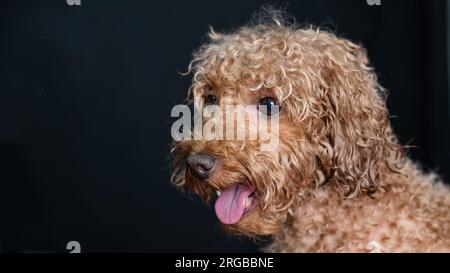 Buffo barboncino bagnato riccio. Foto Stock