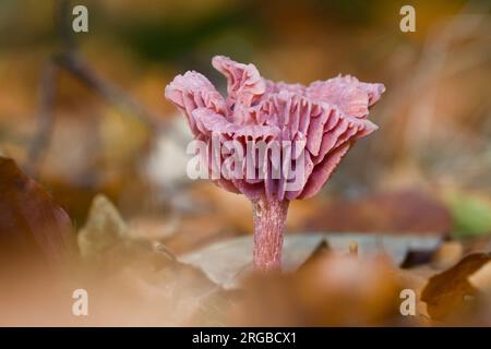 Fungo Deceiver Amethyst viola, Laccaria amethystina, che cresce tra le foglie in autunno, New Forest UK Foto Stock