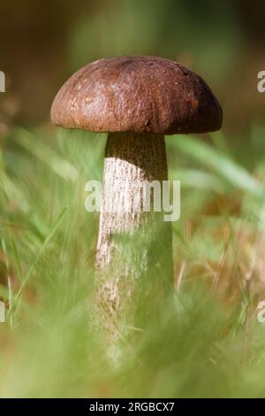 Fungo immaturo Young Bay Bolete, Imleria badia Growing in A Field, New Forest, Regno Unito Foto Stock