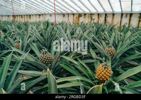 Piantagioni di ananas nelle Azzorre. Scopri i lussureggianti campi che coltivano deliziosi ananas, un tesoro agricolo unico nel suo genere nel paesaggio delle Azzorre Foto Stock
