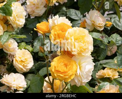 Rose assolutamente favolosa Foto Stock