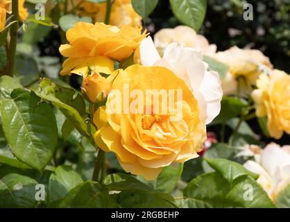 Rose assolutamente favolosa Foto Stock