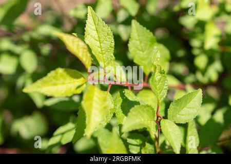 Zurigo, Svizzera, 14 luglio 2023 Prunus Triloba o prugna fiorita nel giardino botanico Foto Stock