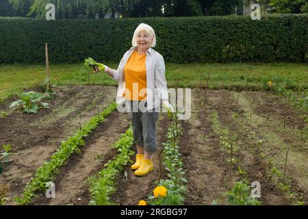 una donna anziana degli anni '50 si tiene un mucchio di sfumature fresche in una fattoria. Verdure fresche biologiche raccolte. Le mani del contadino che tengono il ravanello fresco Foto Stock