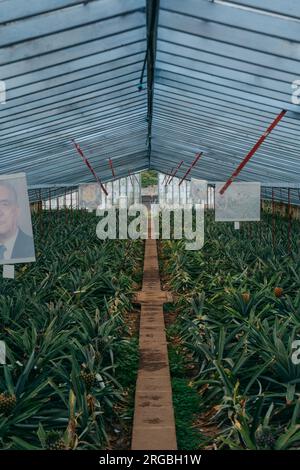 Piantagioni di ananas nelle Azzorre. Scopri i lussureggianti campi che coltivano deliziosi ananas, un tesoro agricolo unico nel suo genere nel paesaggio delle Azzorre Foto Stock