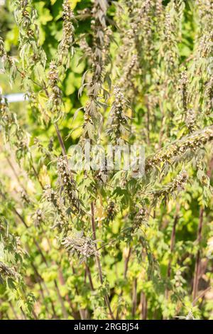 Zurigo, Svizzera, 14 luglio 2023 Leonurus Cardiaca o pianta di mosca nell'orto botanico Foto Stock