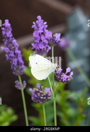 primo piano verticale di una piccola farfalla di cavolo bianco pieris rapae, da su uno sfondo frullato alla lavanda spazio negativo per il testo sopra Foto Stock