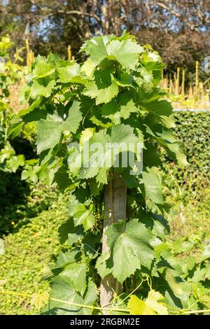 Zurigo, Svizzera, 14 luglio 2023 Vitis Vinifera o pianta di uva comune nell'orto botanico Foto Stock