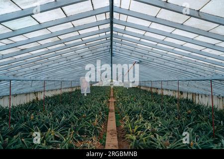 Piantagioni di ananas nelle Azzorre. Scopri i lussureggianti campi che coltivano deliziosi ananas, un tesoro agricolo unico nel suo genere nel paesaggio delle Azzorre Foto Stock