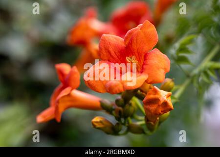 Primo piano dei fiori di un riduttore a tromba (campsis) al sole Foto Stock