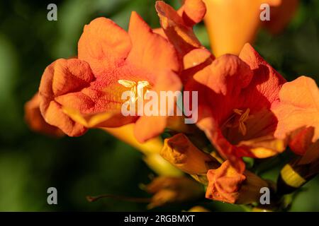 Primo piano dei fiori di un riduttore a tromba (campsis) al sole Foto Stock