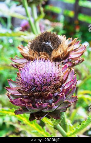 Fiori di carciofo che crescono in un giardino di mercato al Pig Hotel, Kent. Foto Stock