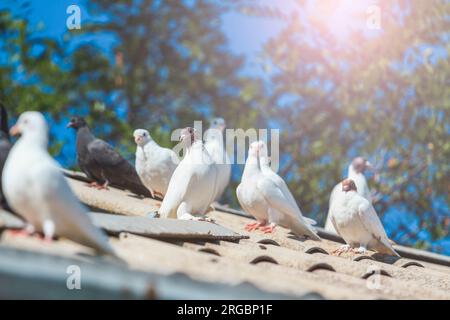 piccioni purosangue bianco seduti sul tetto Foto Stock