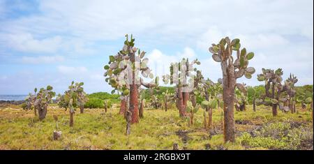 Paesaggio primordiale dell'isola delle Galapagos con opuntia gigante (Opuntia galapageia) sull'isola di Santa Cruz, Parco Nazionale delle Galapagos, Ecuador. Foto Stock