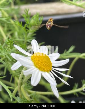 MARMALADE HOVERFLY Episyrphus balteatus (donna) foto: Tony Gale Foto Stock