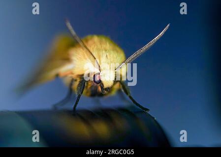 Spilosoma luteum con tapetum lucidum luminoso in piedi sul bordo di un oggetto rotondo Foto Stock