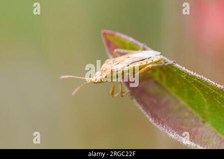 Primo piano di un insetto puzzolente sulle foglie di Lythrum salicaria Foto Stock