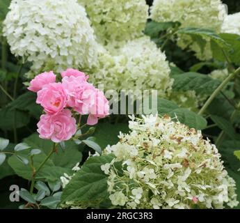 Primo piano della rosa rosa rosa del giardino estivo fiorito Rosa la Fata vista crescere tra ortensie bianche fiorite in estate. Foto Stock