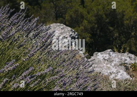 Splendidi cespugli di lavanda su una collina in una soleggiata giornata estiva. Messa a fuoco selettiva. Foto Stock