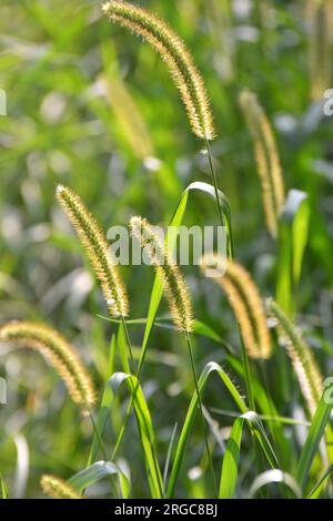 Setaria cresce nel campo in natura. Foto Stock