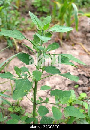 In natura, il campo cresce a orach (album Chenopodium) Foto Stock