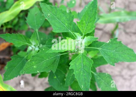 In natura, il campo cresce a orach (album Chenopodium) Foto Stock