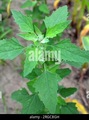 In natura, il campo cresce a orach (album Chenopodium) Foto Stock