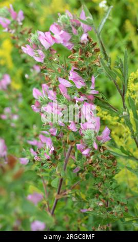 Ononis spinosa cresce in natura tra le erbe Foto Stock