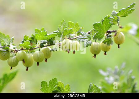 Cespuglio di ramificazione di uva spina con bacche mature Foto Stock