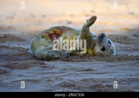 Cucciolo di foca grigia Horsey Foto Stock