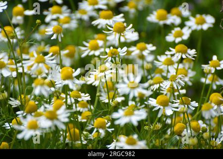 La camomilla fiorisce nel prato tra le erbe selvatiche Foto Stock