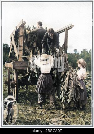 Lavoratori del tabacco nella fattoria principale di J. F. Whitmore a Methwold in Norfolk, caricando le foglie su un carrello appositamente costruito. Le lavoratrici possono essere viste indossando un'alternativa più pratica alle gonne ingombranti del 1912. Foto Stock