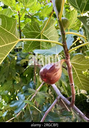 Fichi che maturano sull'albero in estate Foto Stock