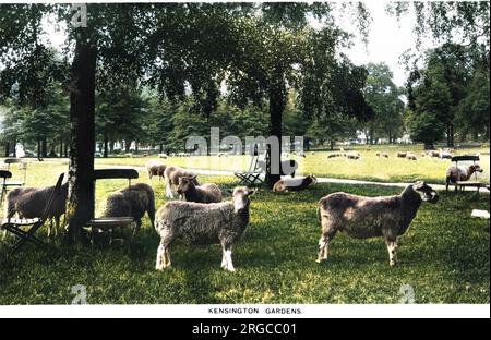 Pecore al pascolo a Kensington Gardens, Londra. Il primo ha-ha nel paese funse da linea di divisione tra Hyde Park e Kensington Gardens e fu poi copiato in tutta la terra come metodo di divisione della terra aperta. Il pascolo degli ovini è terminato nel 1935. Foto Stock