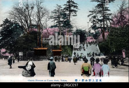 Cherry Blossom a Ueno Park, uno spazioso parco pubblico nel quartiere Ueno di Taito, Tokyo, Giappone. Foto Stock