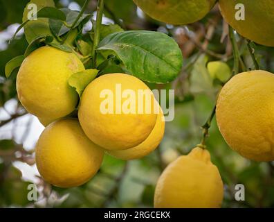 Agrumi gialli, limoni e foglie verdi in giardino. Citrus Limon cresce su un ramo d'albero Foto Stock