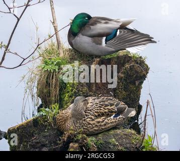 Un paio di anatre domestiche, un maschio e una femmina, che snoodano su vecchi ceppi di alberi su uno stagno Foto Stock