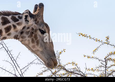 Primo piano di una giraffa di angolani, che mangia bacche da un albero nel Parco Nazionale di Etosha. Foto Stock