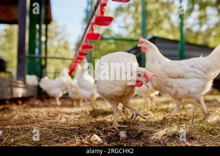 acqua potabile di pollo da un bevitore presso la fattoria ecologica di pollo, allevamento di polli allevati all'aperto Foto Stock