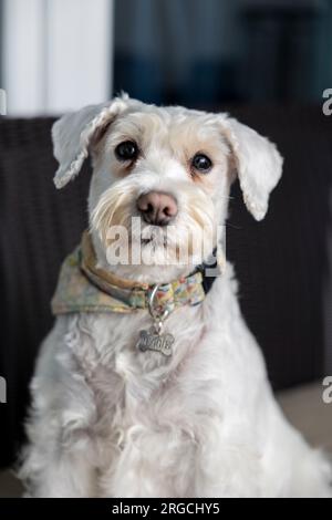 ritratto di una schnauzer in miniatura bianca femminile Foto Stock