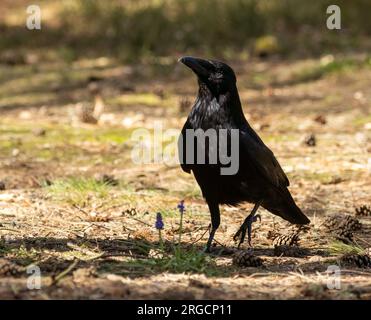 Il corvo corvo nero vagabondava intorno al fondo della foresta Foto Stock