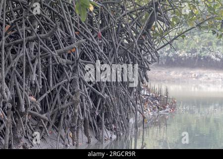 Radici di albero di mangrovie. Questa foto è stata scattata da Sundarbans National Park, Bangladesh. Foto Stock