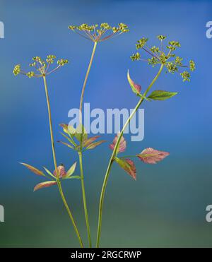 Steli di alessandri dorati (Zizia aurea) dopo che i fiori hanno prodotto semi. Wildflower è originario del Canada orientale e degli Stati Uniti orientali Foto Stock