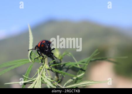 Insetti di coleottero blister Foto Stock