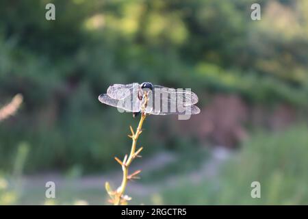 Dragonfly specie diverse Foto Stock