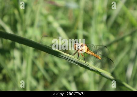 Dragonfly specie diverse Foto Stock