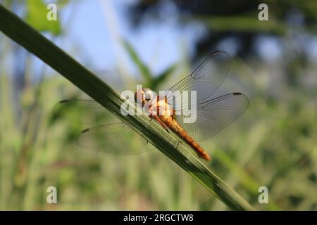 Dragonfly specie diverse Foto Stock